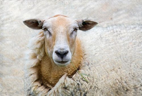 The Wool Factory 6