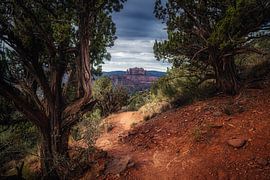 Wacholder Baum Wachen