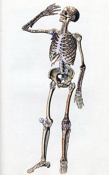Anatomie volledig skelet met bloedvaten en pezen van Zeger Knops
