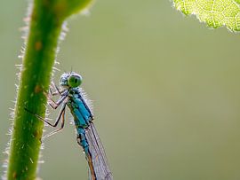 Libel Juffer sur Raymond Schrave