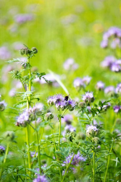 Lila Blumen mit einer Biene von Isa Dolk