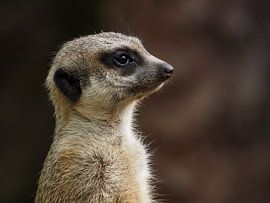 Meerkat : Ouwehands Dierenpark by Loek Lobel