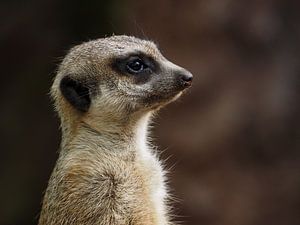 Stokstaartje : Ouwehands Dierenpark van Loek Lobel