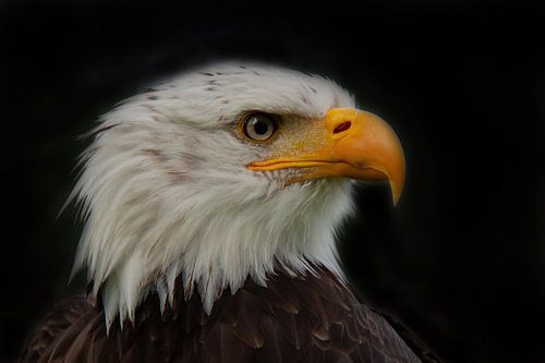 Bald Eagle, Amerikaanse Zeearend. Een portret