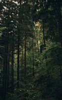 Bos in Slovenië