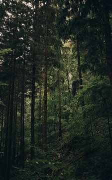 Bos in Slovenië van Imagination by Mieke