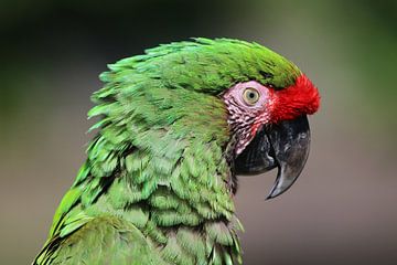 Close-up van kleurrijke Macaw