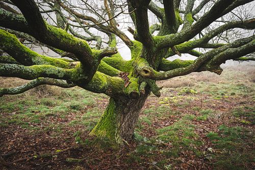 Winter oak