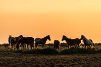 Poneys d'or