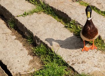 Ente auf dem Bild