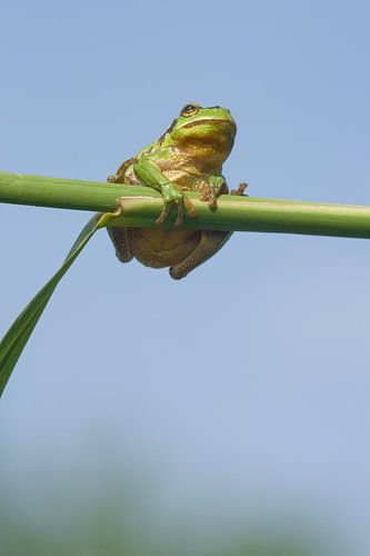 Boomkikker op rietstengel in het groen