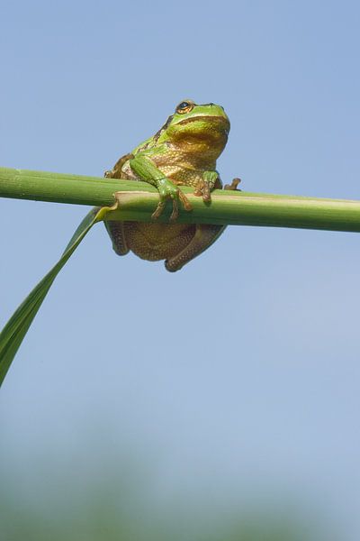 Baumfrosch am Schilfrohrstiel in grün von Jeroen Stel