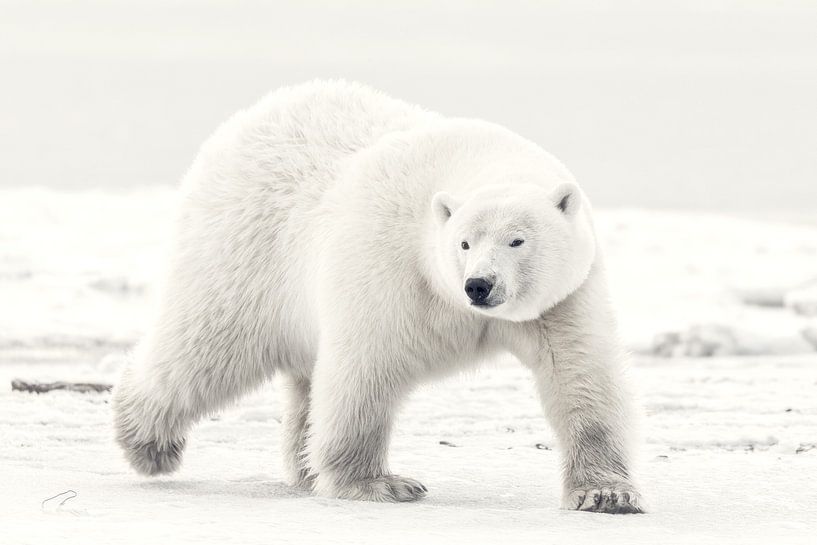 Roi d'Alaska par Eiji Itoyama