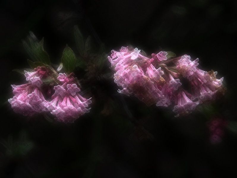 Fleurs 11 par Edgar Schermaul