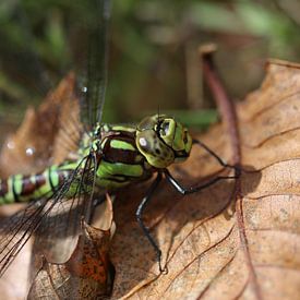 Blaugrüne Mosaikjungfer von Matthias Brix