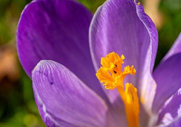 Stuifmeel van een paarse krokus in de lente, macro van Animaflora PicsStock