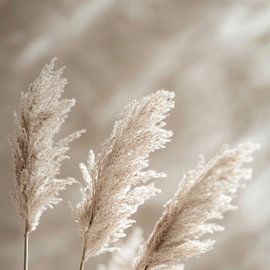 Pampasgras von Poster Art Shop
