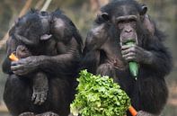 Chimpansees eten groenten. van Luuk van der Lee thumbnail