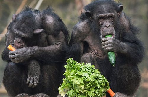 Chimpansees eten groenten.