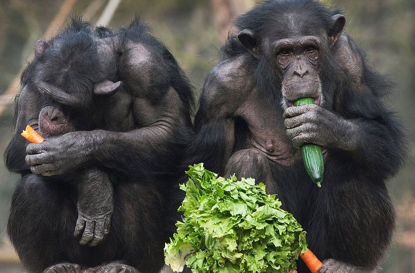 Chimpansees eten groenten. von Luuk van der Lee