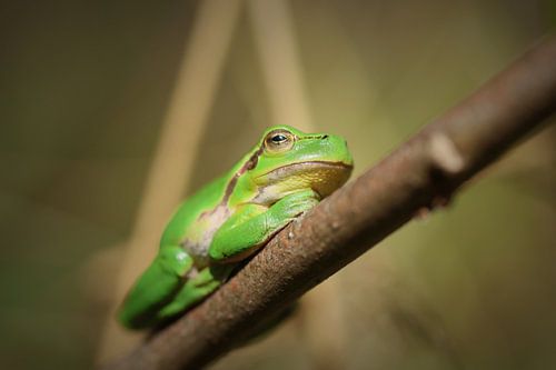 Porträt eines Laubfrosches.3