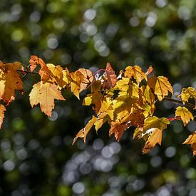 Herfst kleuren / Autumn colors van Henk de Boer