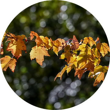 Herfst kleuren / Autumn colors