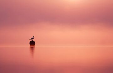 Empty Spaces - Möwensilhouette mit Sonnenaufgang von Roeselien Raimond