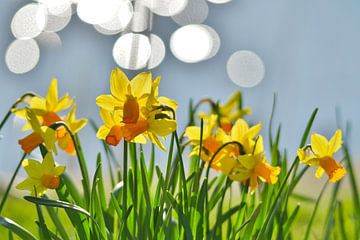 La fièvre du printemps sur Margreet Schipper