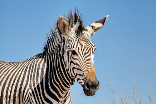 Zebra Portrait