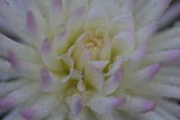 Chrysanthemen