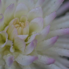 Chrysanthemen von Riegler klaus