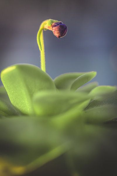 Pinguicula's dress von Alessia Peviani