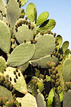 Vijgcactus of schijf cactus