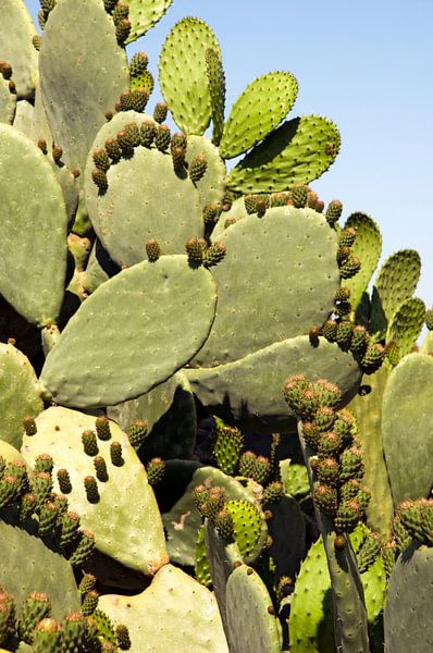 Fig cactus or disc cactus by Margot van den Berg