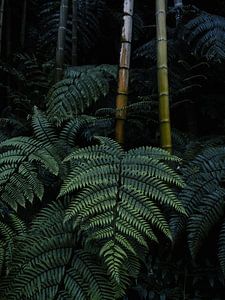 Grüne Blätter und Bambus in einem Wald in Sichuan, China