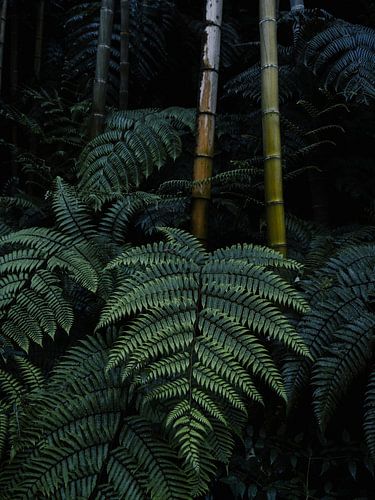 Groene bladeren en bamboe in een bos in Sichuan, China