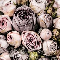 Rozen