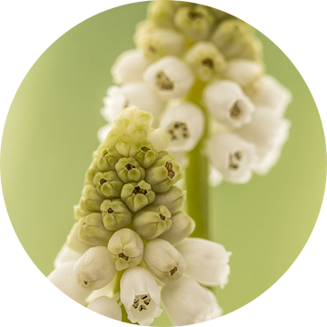 Witte druifjes/ Muscari van Tanja van Beuningen