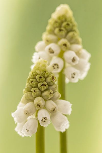 Witte druifjes/ Muscari van Tanja van Beuningen