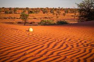 Ostrich egg in the Kalahari Desert, Namibia by Antwan Janssen thumbnail