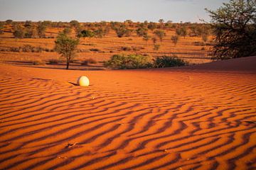 Ostrich egg in the Kalahari Desert, Namibia by Antwan Janssen