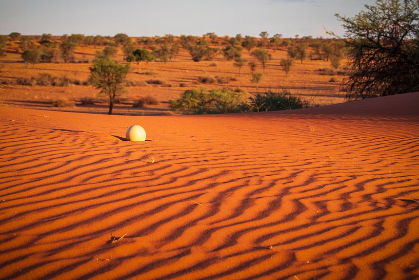 Ostrich egg in the Kalahari Desert, Namibia by Antwan Janssen