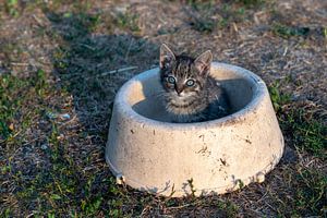 Jonge kitten op een boerderij in een voerbak