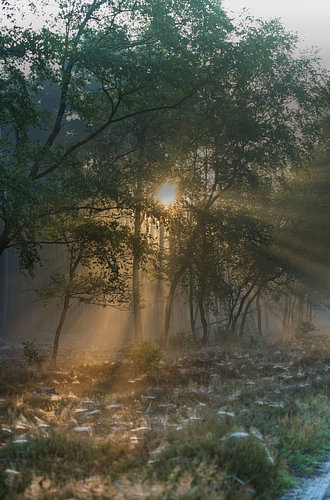 Zonlicht in stilte – ochtendglans in het bos