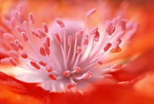 Poppy