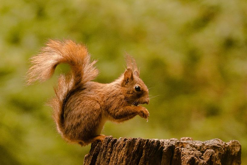 Écureuil sur un tronc d'arbre par Silvia Groenendijk