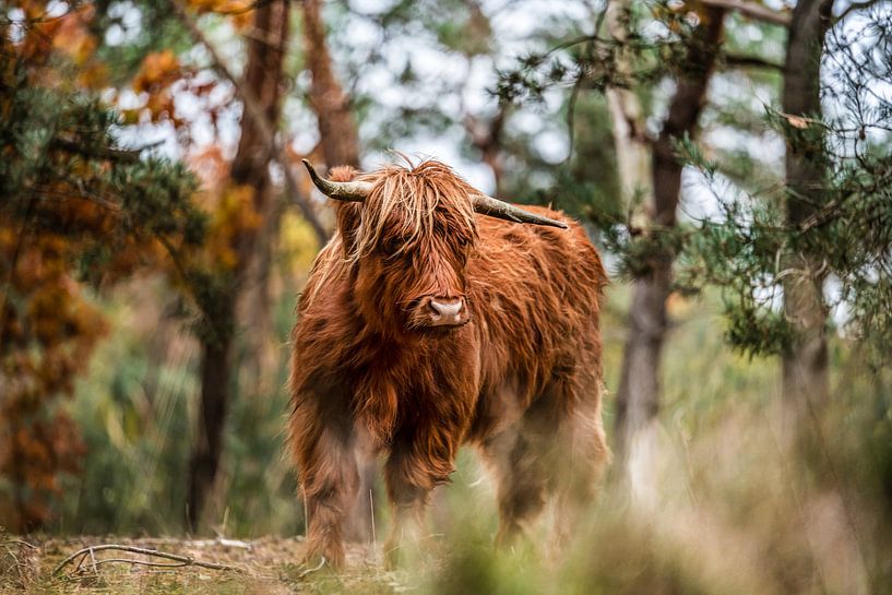 Highlander schaut überrascht von Bas Fransen