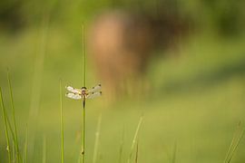 Viervlek by Huub Hugens