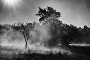 brouillard sur Hans Bronk